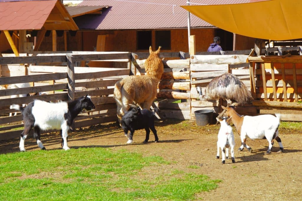 In einem Streichelzoo stehen verschiedene Tiere wie Ziegen, ein Alpaka und ein Emu in einem hölzernen Gehege vor einem Gebäude.