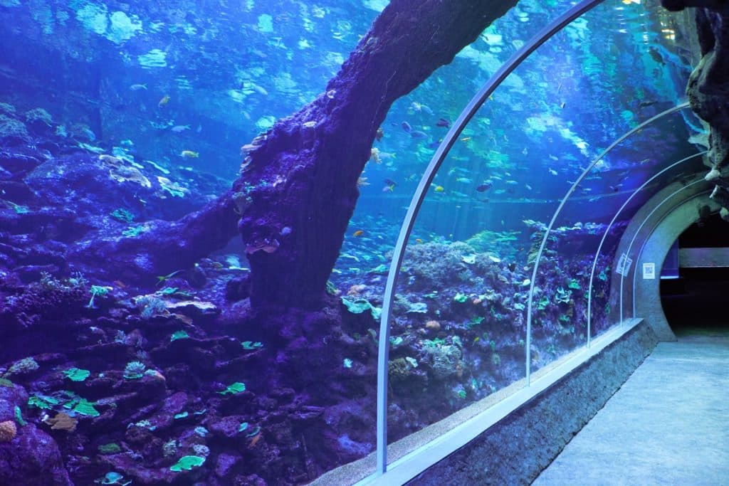 Ein gläserner Unterwassertunnel im Orientarium Zoo Lodz bietet einen Panoramablick auf ein künstliches Korallenriff mit zahlreichen bunten Fischen und einer großen, baumstammähnlichen Felsformation.