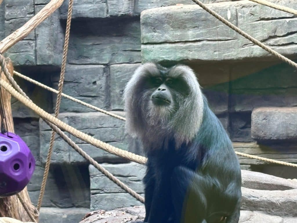Ein Bartaffe mit charakteristischer silbergrauer Mähne sitzt in einem Gehege des Orientarium Zoo Lodz vor einer Felswand und Seilen.