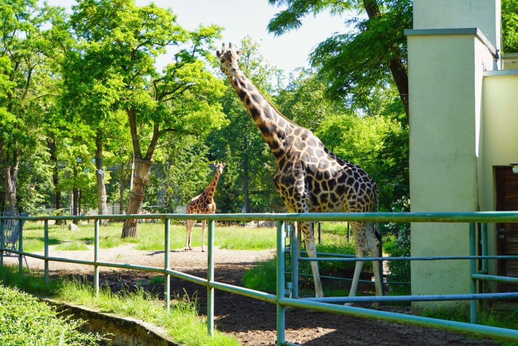 Zwei Giraffen stehen in ihrem Gehege im Orientarium Zoo Lodz, wobei eine große Giraffe im Vordergrund nahe einem Metallzaun steht und eine kleinere Giraffe im Hintergrund auf einer Wiese zu sehen ist.