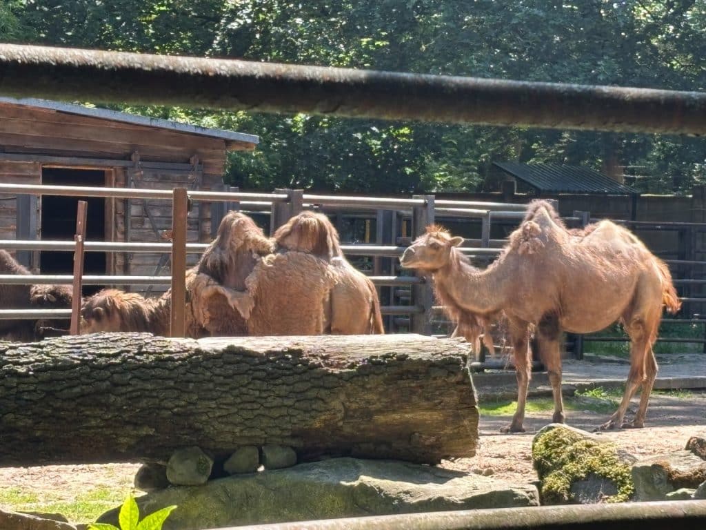 Mehrere zweihöckrige Kamele stehen in ihrem Gehege im Zoo von Lodz vor einem Holzgebäude und einem Metallzaun, während ein großer Baumstamm im Vordergrund liegt.