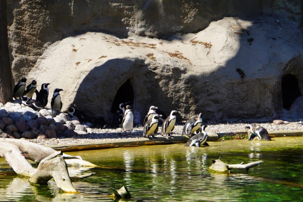 Eine Gruppe von Brillenpinguinen versammelt sich im Zoo von Lodz an einem Wasserbecken vor einer künstlichen Felswand mit Höhleneingängen.