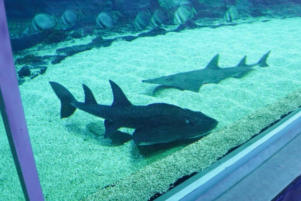 Zwei Rochen, darunter ein markanter Rundkopf-Geigenrochen, schwimmen über den hellen Sandboden eines Aquariums im Zoo Łódź.