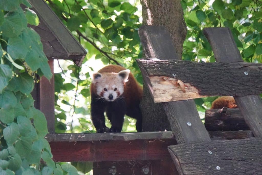 Ein Roter Panda im Zoo von Lodz steht auf einer hölzernen Kletterkonstruktion und blickt direkt in die Kamera, während er von grünem Laub umgeben ist.