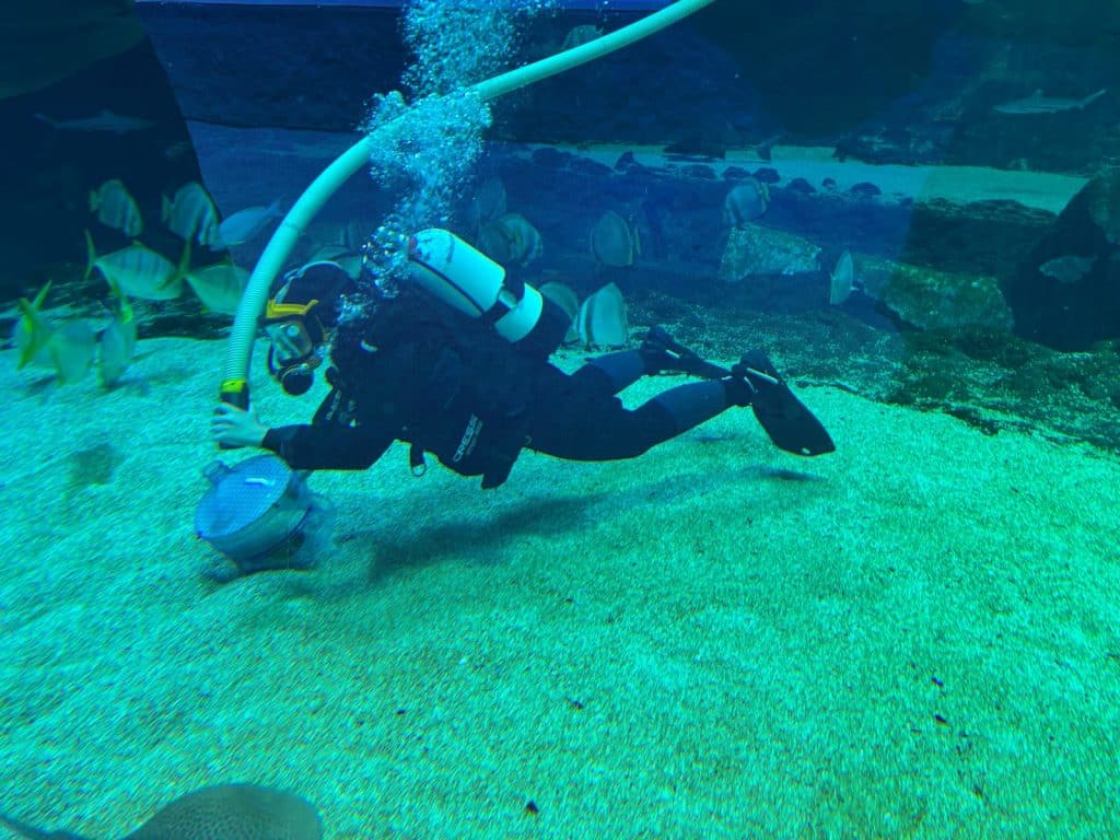 Ein Taucher im Zoo von Łódź schwebt über dem sandigen Boden eines großen Aquariums und reinigt diesen mit einem langen Saugschlauch, während zahlreiche Fische um ihn herumschwimmen.