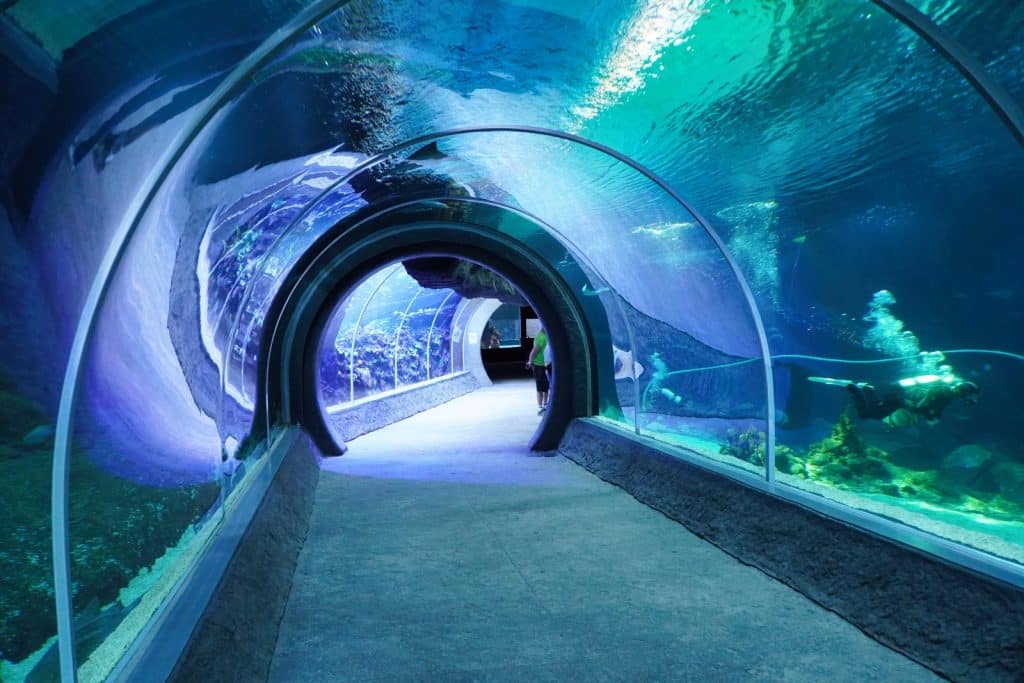 Ein langer, gläserner Unterwassertunnel im Zoo von Lodz führt durch ein riesiges Aquarium, in dem ein Taucher neben Fischen und Korallenriffen im blauen Wasser schwimmt.