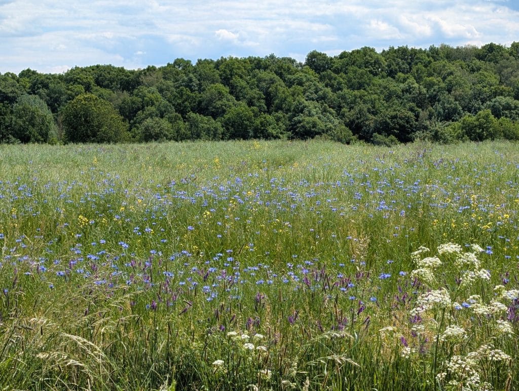 Eine weite, sommerliche Wiese in Niederschlesien voller blauer Kornblumen, weißer Doldenblütler und Gräser vor einem dichten, grünen Waldrand unter leicht bewölktem Himmel.