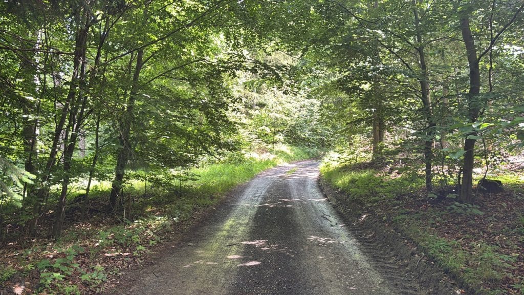Ein schattiger, unbefestigter Waldweg führt auf einer Radtour durch die dichte, grüne Vegetation von Niederschlesien.