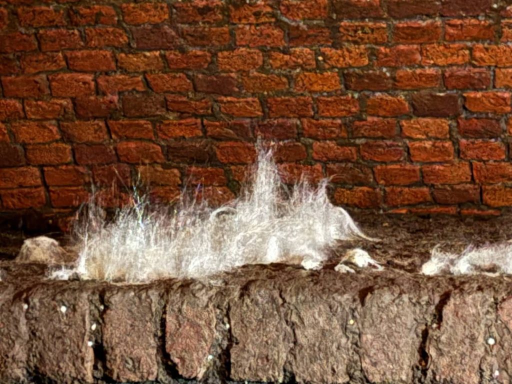 Pilz auf Rattenkot in den Ruien